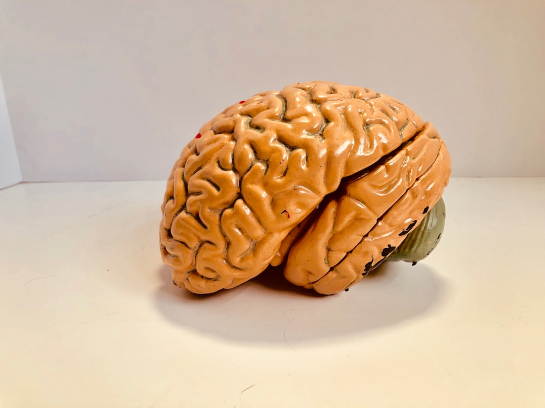 clinical evidence — human brain figurine